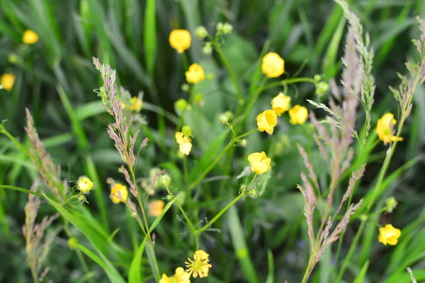 yeşil planlar ve çiçekler makro çekim