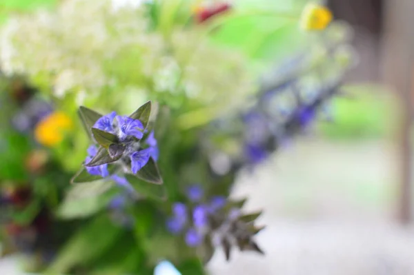 Planos Verdes Flores Macro Tiro — Fotografia de Stock