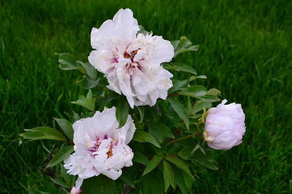yeşil planlar ve çiçekler makro çekim