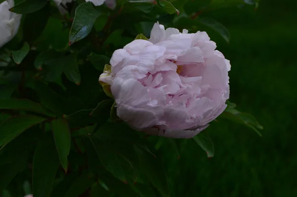 yeşil planlar ve çiçekler makro çekim