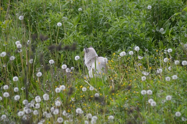 Yeşil bitkilerdeki kedi
