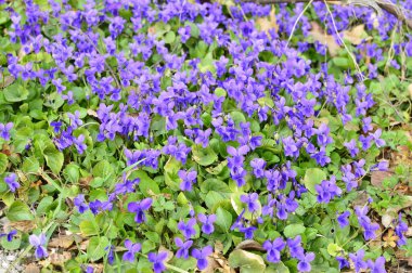 yeşil planlar ve çiçekler makro çekim