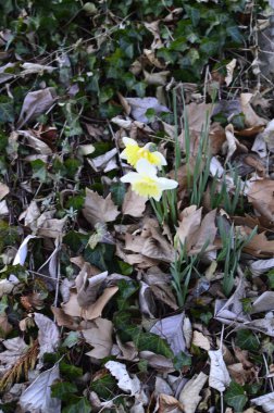 yeşil planlar ve çiçekler makro çekim