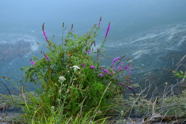yeşil planlar ve çiçekler makro çekim