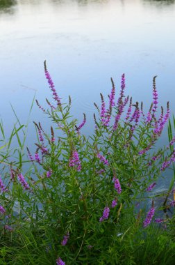 yeşil planlar ve çiçekler makro çekim