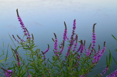 yeşil planlar ve çiçekler makro çekim