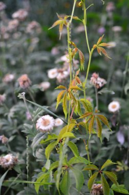 yeşil planlar ve çiçekler makro çekim