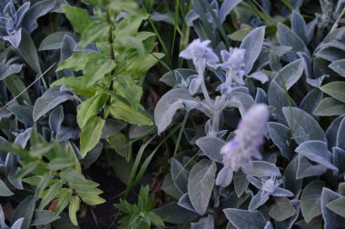 yeşil planlar ve çiçekler makro çekim