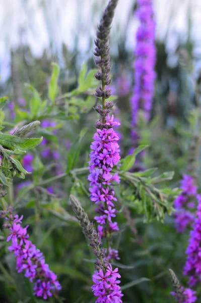 yeşil planlar ve çiçekler makro çekim