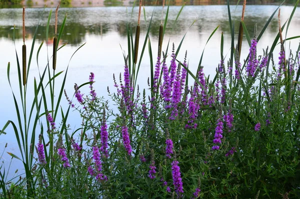 yeşil planlar ve çiçekler makro çekim