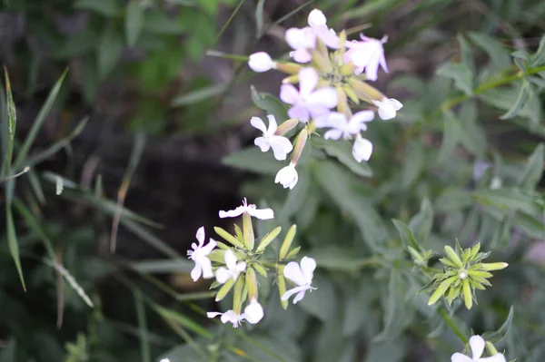 yeşil planlar ve çiçekler makro çekim