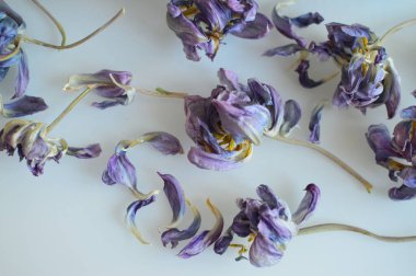 Doğal dekor ve çiçek makro çekimi