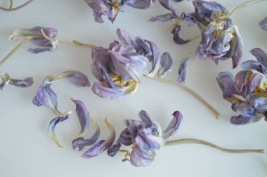 Doğal dekor ve çiçek makro çekimi