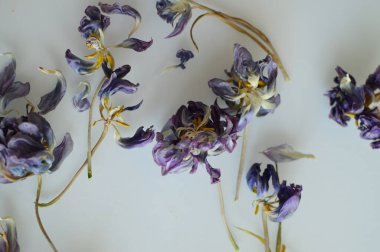 Doğal dekor ve çiçek makro çekimi