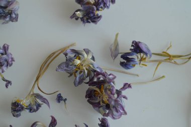 Doğal dekor ve çiçek makro çekimi