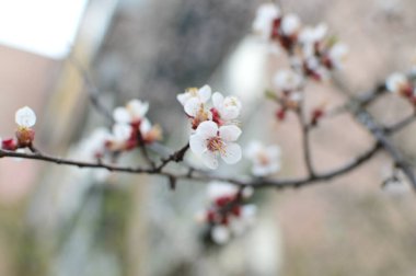 yeşil planlar ve çiçekler makro çekim