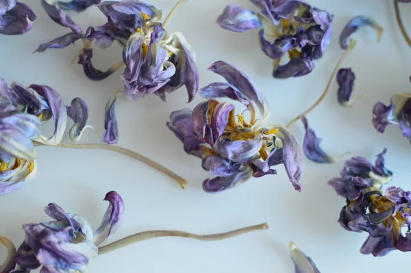 Doğal dekor ve çiçek makro çekimi