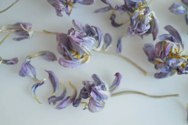 Doğal dekor ve çiçek makro çekimi