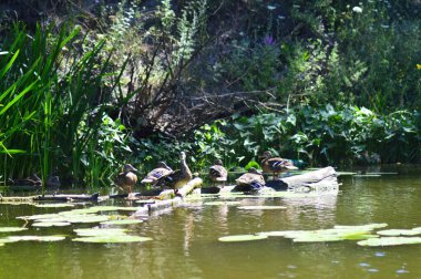 Vahşi ördekler nehirde yüzer 