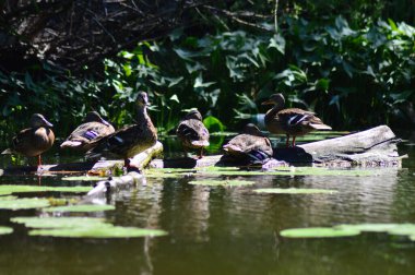 Vahşi ördekler nehirde yüzer 