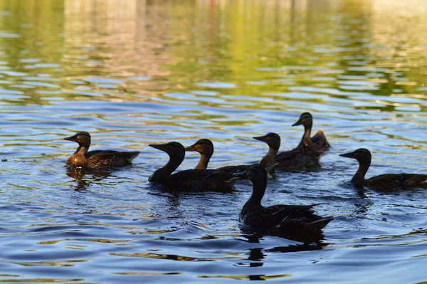 Vilda Flod Sköldpaddor Sola Stockar — Stockfoto