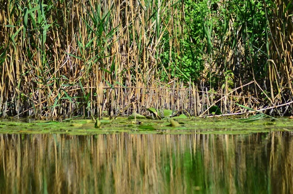 Vahşi Ördekler Nehirde Yüzer — Stok fotoğraf