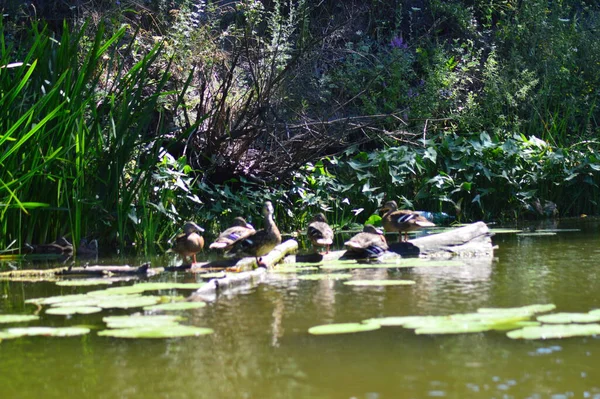 野生のアヒルが川で泳ぐ — ストック写真