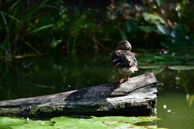 Vahşi ördekler nehirde yüzer 