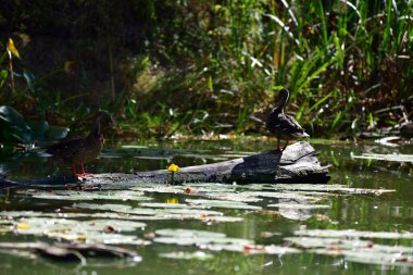 Vahşi ördekler nehirde yüzer 