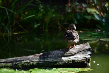 Vahşi ördekler nehirde yüzer 