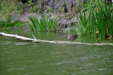 Vahşi ördekler nehirde yüzer 