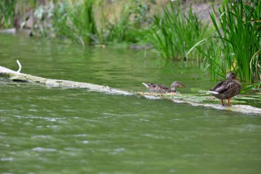 Vahşi ördekler nehirde yüzer 