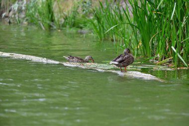 Vahşi ördekler nehirde yüzer 