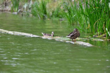 Vahşi ördekler nehirde yüzer 