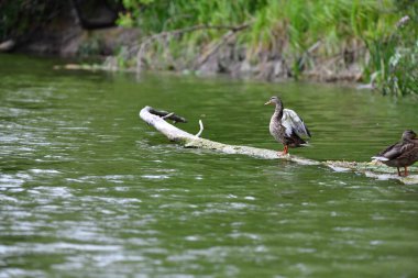 Vahşi ördekler nehirde yüzer 