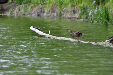 Vahşi ördekler nehirde yüzer 