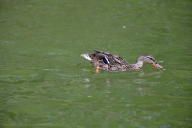 Vahşi ördekler nehirde yüzer 