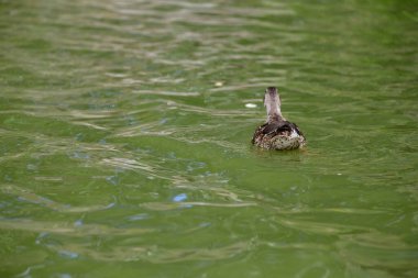 Vahşi ördekler nehirde yüzer 