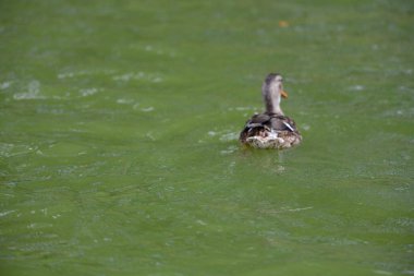 Vahşi ördekler nehirde yüzer 