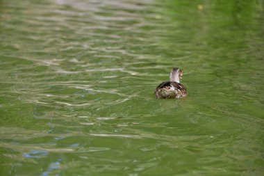 Vahşi ördekler nehirde yüzer 