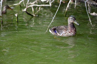 Vahşi ördekler nehirde yüzer 