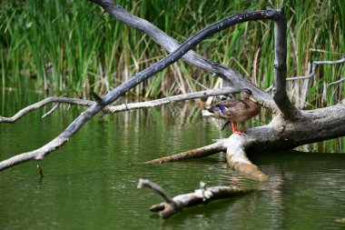 Vahşi ördekler nehirde yüzer 