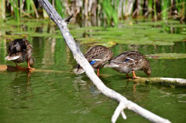 Vahşi ördekler nehirde yüzer 