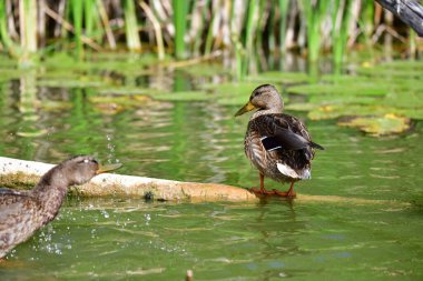 Vahşi ördekler nehirde yüzer 