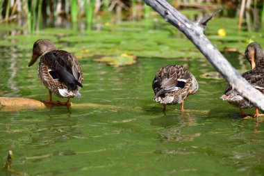 Vahşi ördekler nehirde yüzer 
