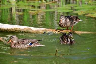 Vahşi ördekler nehirde yüzer 