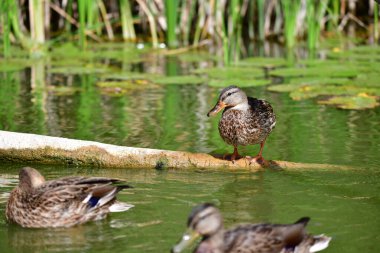 Vahşi ördekler nehirde yüzer 