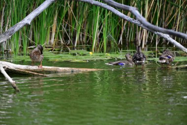 Vahşi ördekler nehirde yüzer 