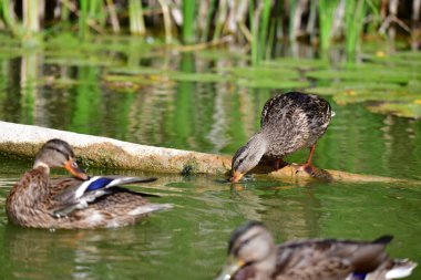 Vahşi ördekler nehirde yüzer 