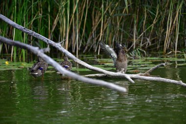 Vahşi ördekler nehirde yüzer 
